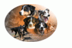 Logo der Hundeinsel